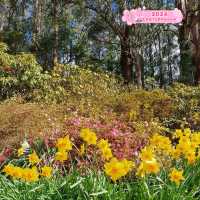 Blooming Paradise: Unwinding at the Dandenong Ranges Botanic Garden