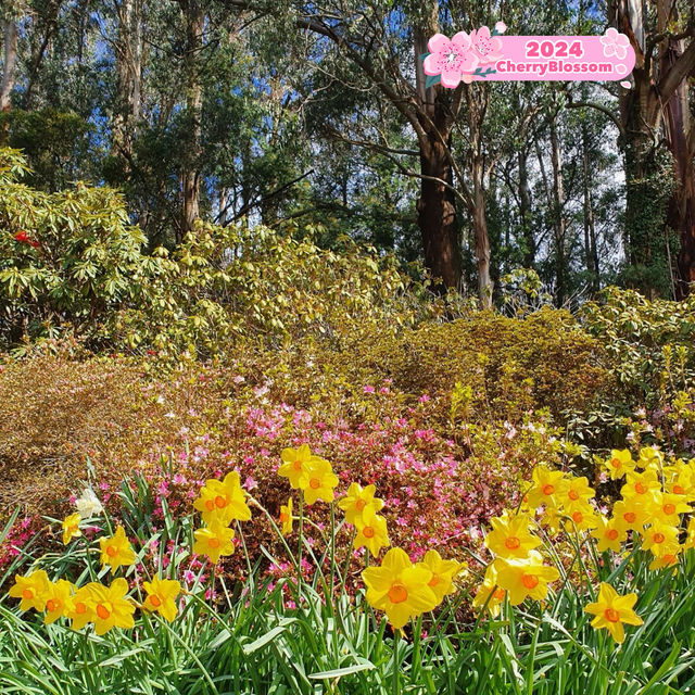 Blooming Paradise: Unwinding at the Dandenong Ranges Botanic Garden