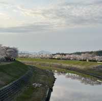 三田　桜スポット！めっちゃ穴場でびっくり💕