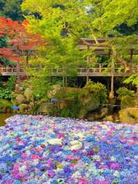 【茨城】紫陽花の水中花が絶景すぎる💙一度は行きたいあじさい寺