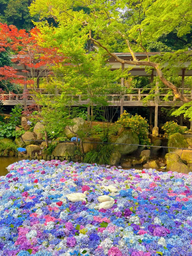 【茨城】紫陽花の水中花が絶景すぎる💙一度は行きたいあじさい寺