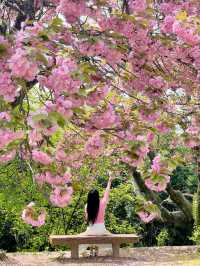💗🌸창원 겹벚꽃 명소 창원에서 젤 이쁜 곳🌸💗