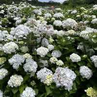 🌸繡球花季開跑囉🏃‍♀️🏃‍♀️🏃‍♀️