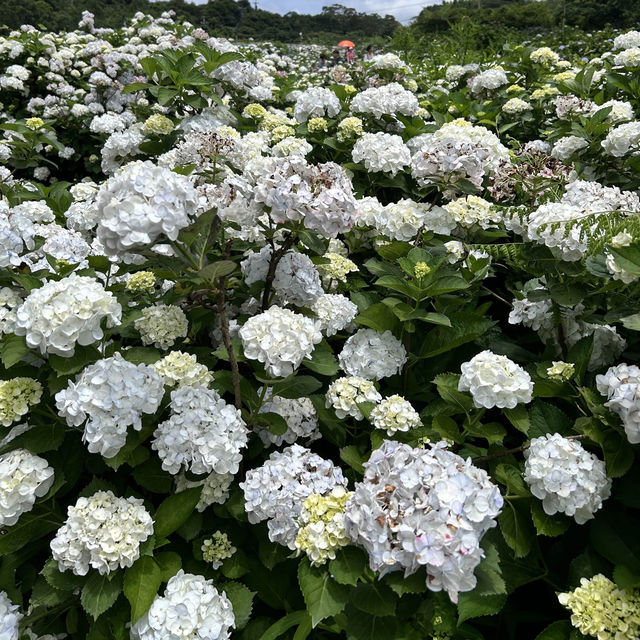 🌸繡球花季開跑囉🏃‍♀️🏃‍♀️🏃‍♀️