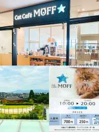 【東京/町田】雨の日も関係ない🐱ねこカフェで癒されよう🥹