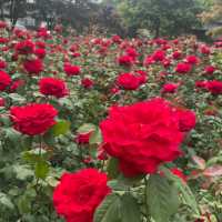 Rose season in Seoul