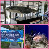 【沖繩】美麗海水族館：稀有水生物展示，適合親子活動