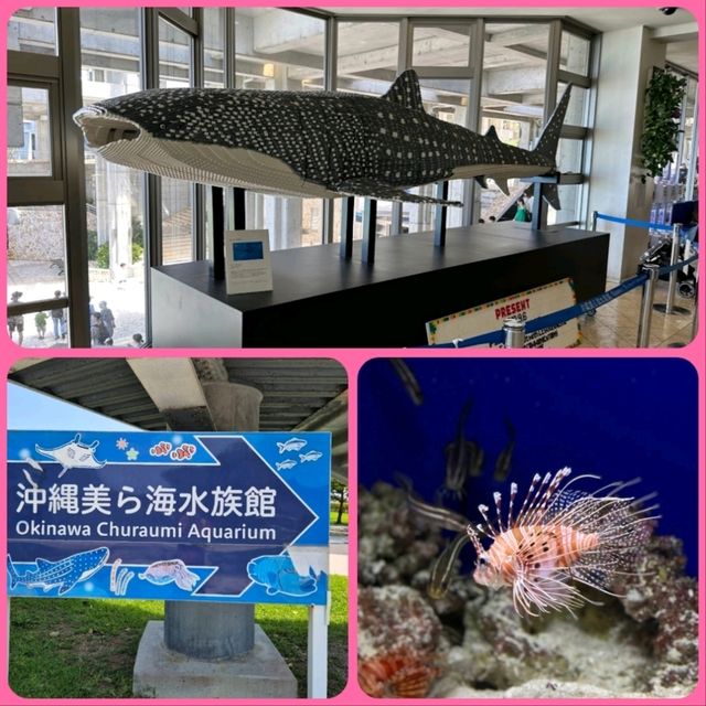 【沖繩】美麗海水族館：稀有水生物展示，適合親子活動