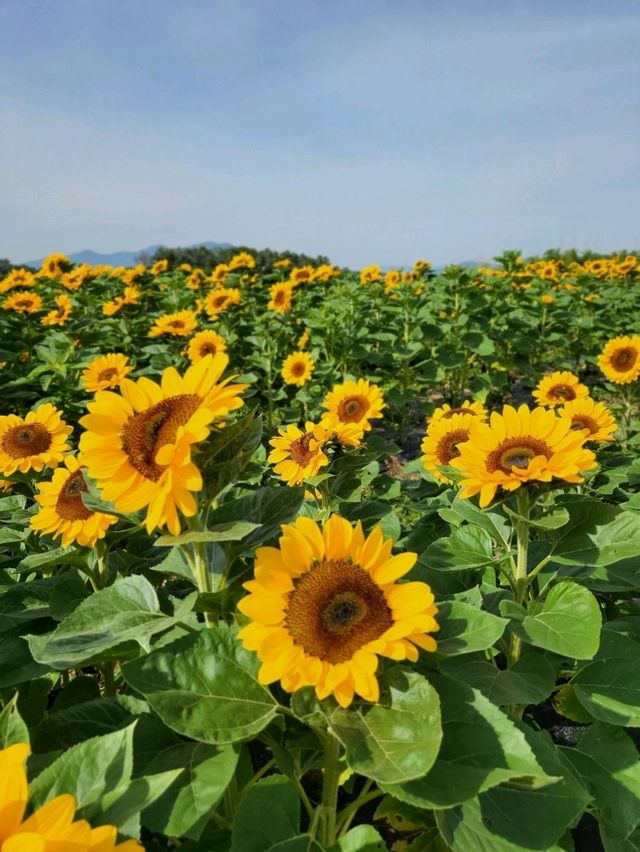 역대급 해바라기축제가 열리는 함안 강주마을