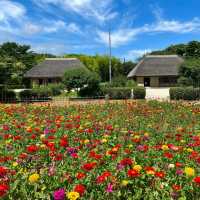 「百合之原公園」繽紛花海，心曠神怡