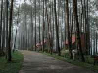 สวนป่าดอยบ่อหลวง
