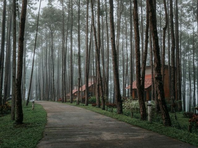 สวนป่าดอยบ่อหลวง