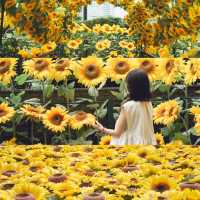 名古屋の中心でひまわり畑を楽しめる🌻