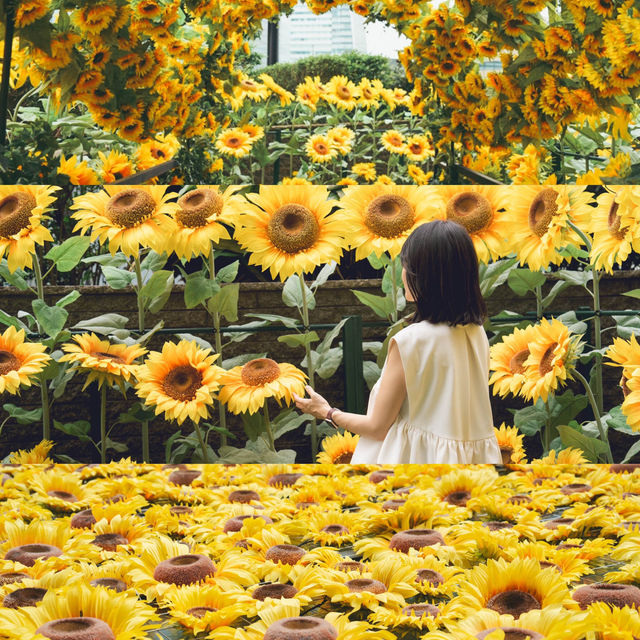 名古屋の中心でひまわり畑を楽しめる🌻