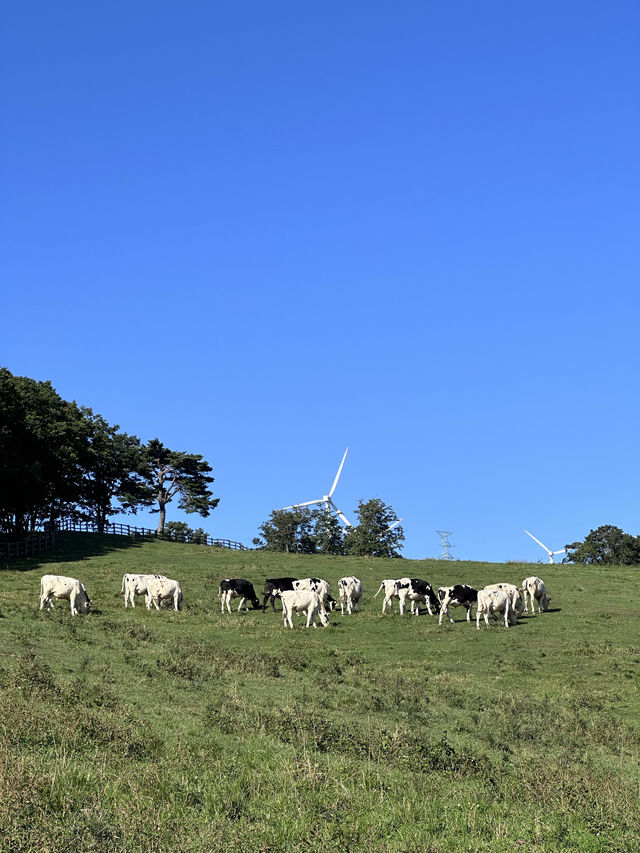 韓國人最喜愛首爾近郊🌳江陵風車景牧場和黑白牛🐄💞