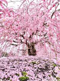 〜三重県鈴鹿市〜ピンクのに染まった世界✨鈴鹿の森庭園