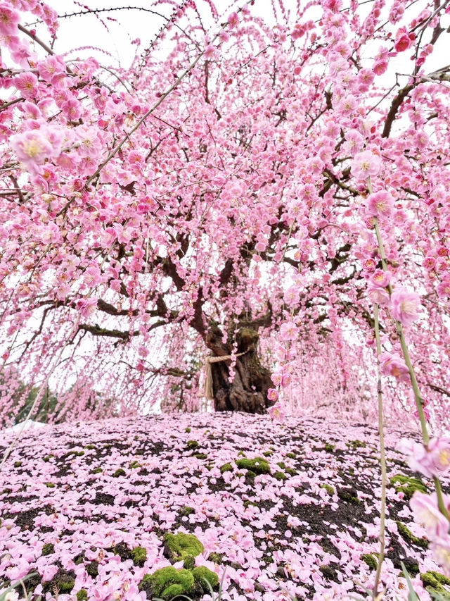 〜三重県鈴鹿市〜ピンクのに染まった世界✨鈴鹿の森庭園