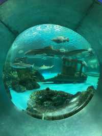 🐠Bangsaen Aquarium ดูปลาที่บางแสน✨