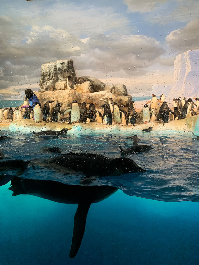 Port of Nagoya Public Aquarium 🪼🐬🚢