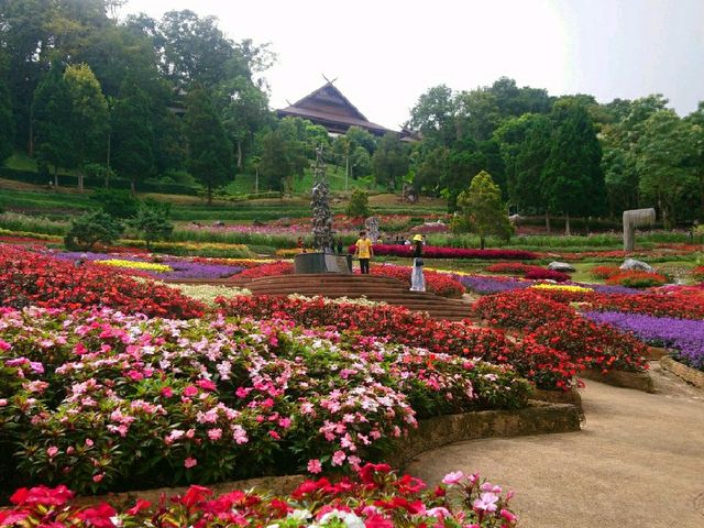 ชมสวนแม่ฟ้าหลวง ดอยตุง