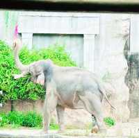 愛寶樂園：野生動物體驗