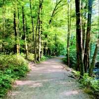 Nature’s Canvas: The Great Smoky Mountains in Autumn Splendor