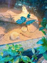Charming Encounters with Chickens and Small Animals at Deerland Park