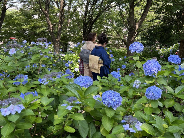 Rainy season in Japan? Hydrangeas bloom!