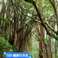 🌳 山頂公園超絕歐美花景 x 樹木研習徑