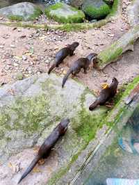 Wild Encounters at Singapore Zoo