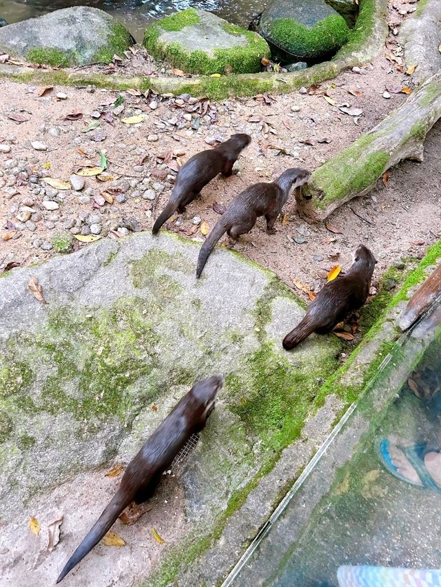 Wild Encounters at Singapore Zoo