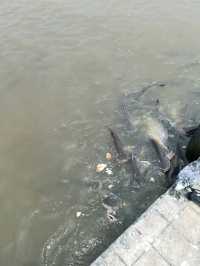 วัดเชิงเลน  จังหวัดนนทบุรี