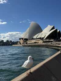 🇦🇺悉尼旅行·澳洲的象徵悉尼歌劇院