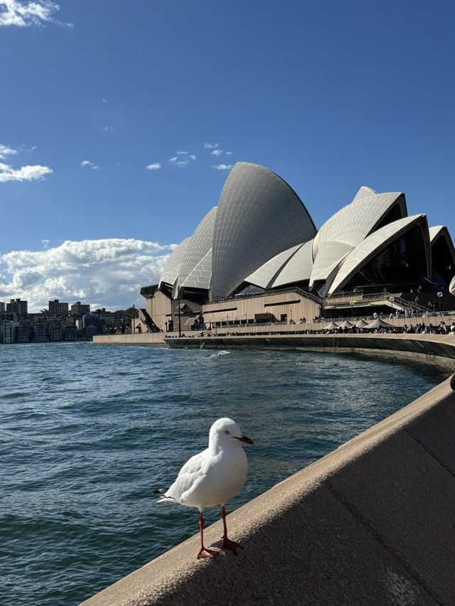 🇦🇺悉尼旅行·澳洲的象徵悉尼歌劇院