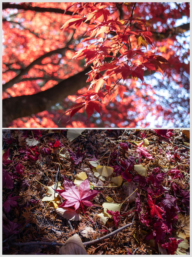 【長野県】長円寺