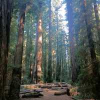 California Giant Redwoods 