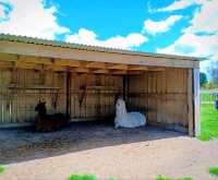 🇳🇿 Farm Tour @ Agrodome, Rotorua