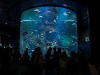 รีวิว S.E.A. Aquarium🇸🇬 