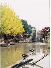 Autumn in Nami - Autumn in my heart