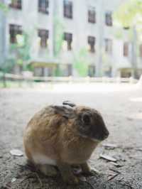 【広島観光】癒しのうさぎ天国！広島「大久野島」🐰🌿