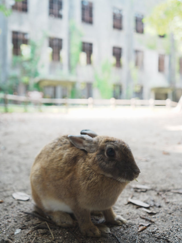 【広島観光】癒しのうさぎ天国！広島「大久野島」🐰🌿