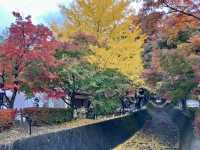 河口湖紅葉季