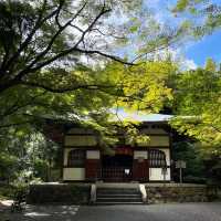 #竹林山松月院：在竹林深處尋找禪意的樂趣！🎍🧘‍♂️