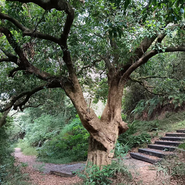 桂河碧道：綠油油的自然🌿🌊