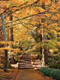 【ここ行って】本当は教えたくない🙅カメラ好きは一度は行きたい紅葉🍁