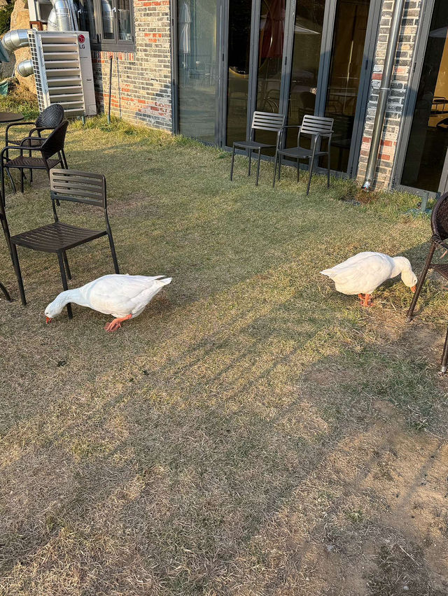 🦢🦆오리와 거위가 있는 카페 자잠157
