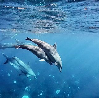 Mikura Island, Tokyo — A Natural Paradise for Swimming with Dolphins
