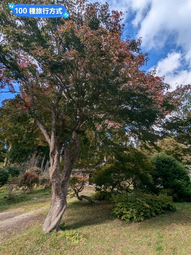 鳴子峽芬多精秘境，大深沢溪流森林步道