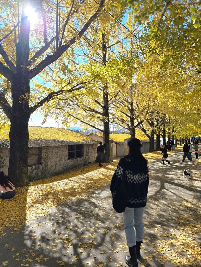 노랑 은행나무 감성 가득한 거창 의동마을💛