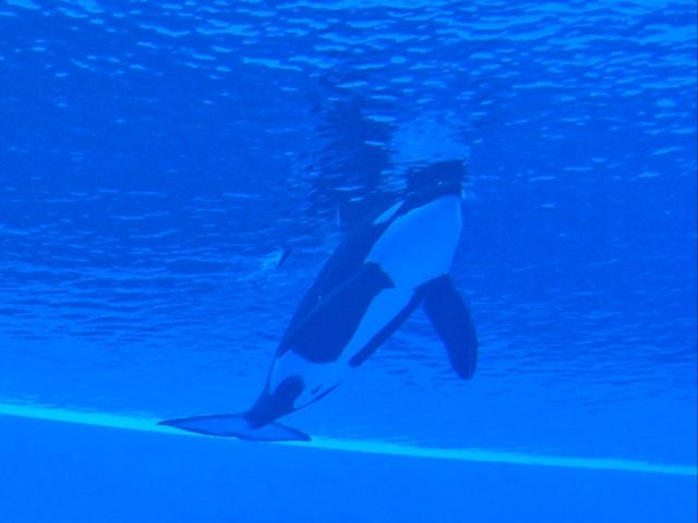 Chimelong Ocean Kingdom in Zhuhai, China
